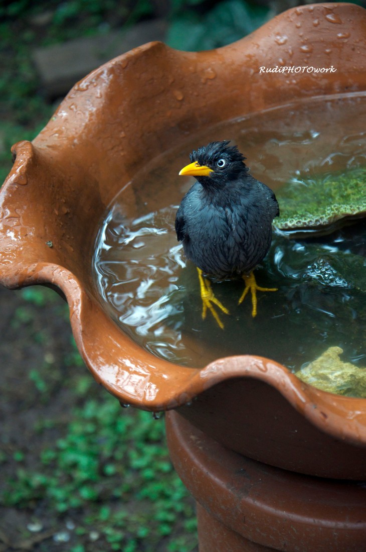 Taking bird. Birds take a Bath. The Bird is taking a Bath in the Water.